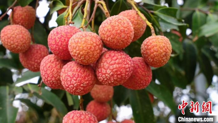 星歐注冊:嶺南一車隔日達 冷鏈接“荔”到江南